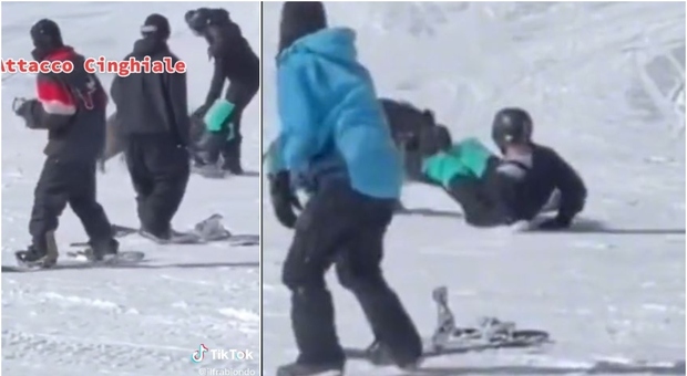 Cinghiale attacca snowboarder sulle piste da sci, il video dell'aggressione diventa virale su Tiktok