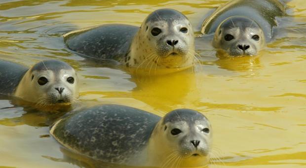 Gran Bretagna: pescatore ostaggio di un branco di foche, salvato dalla Guardia Costiera