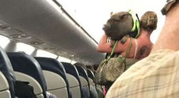 Sale sull'aereo con un maiale di 30 kg: passeggeri terrorizzati