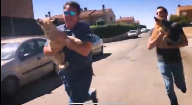 Il veterinario Victor Larkhill rapisce due cagnolini dal padrone violento per dare loro una nuova famiglia