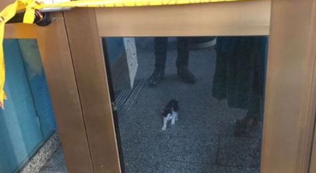 Roma, liberato il gattino intrappolato nel cinema sequestrato
