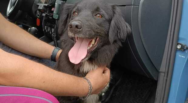 Cane abbandonato in autostrada salvato dalla polizia stradale: l'ennesimo caso all'Aquila
