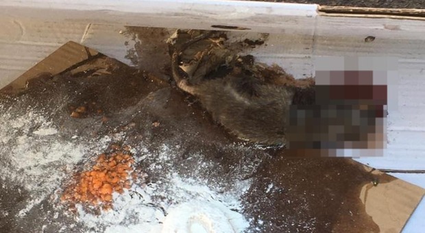 Boom di topi avvelenati dai residenti esasperati, all'Esquilino è una strage. «Troppa sporcizia, così non si vive più»