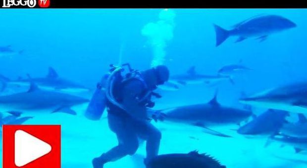 L'incantatore di squali: il sub gli accarezza il naso e il pesce si blocca, rischiando la vita -Guarda