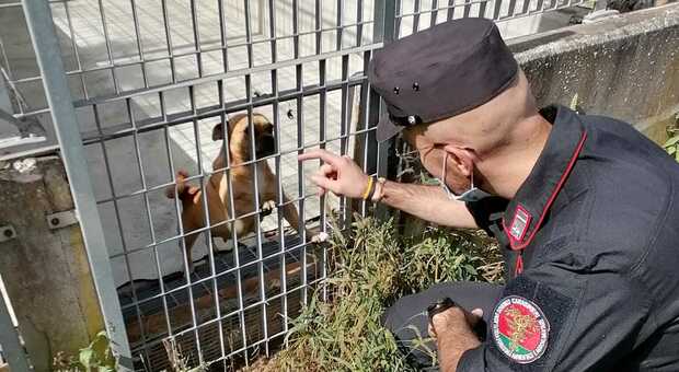 Dieci cani e due gatti maltrattati, i carabinieri forestali pongono fine alle sofferenze degli animali: denunciate due donne