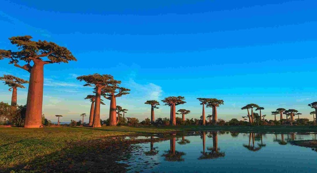 Il paradiso del Madagascar: foreste di baobab e tante spiagge da sogno