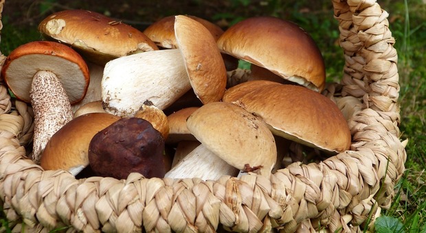 Funghi, come riconoscerli - Foto di Silvia da Pixabay