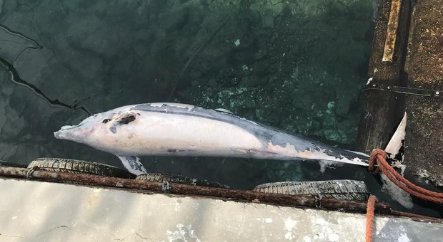 Carcassa delfino morto recuperata dalla Capitaneria a Torre del Greco