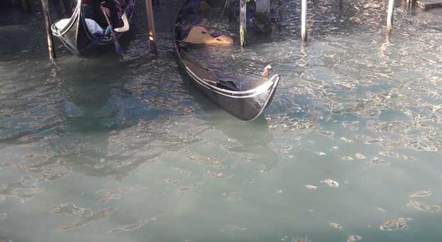 Gondola si rovescia a San Marco Turisti americani finiscono a mollo