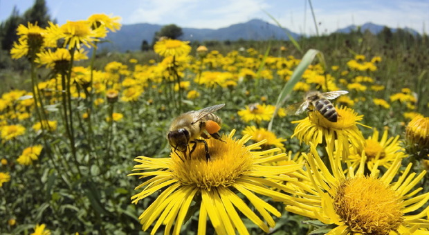 Attaccato da uno sciame di api, cacciatore muore per shock anafilattico