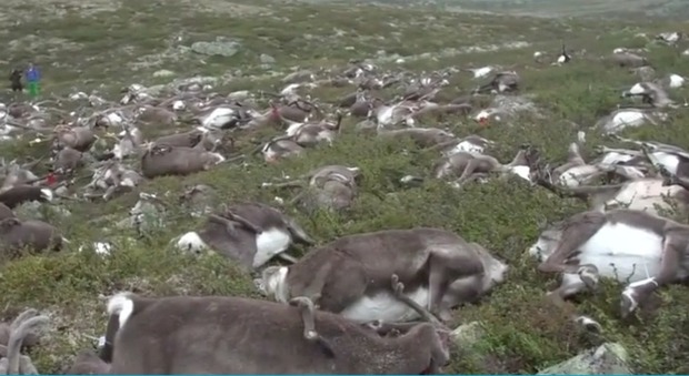 Norvegia, oltre 300 renne uccise da una tempesta di fulmini