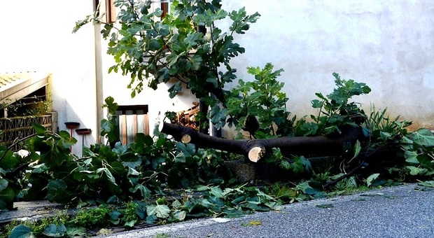 Grossi alberi cadono sulle case Ater e un’auto collide con tronco