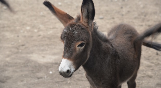 È nato il nuovo Iroso: «Un asino, ma speciale come il mulo alpino»