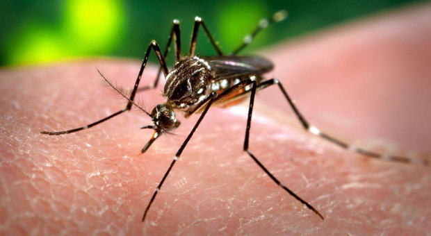 La zanzara che trasmette la dengue