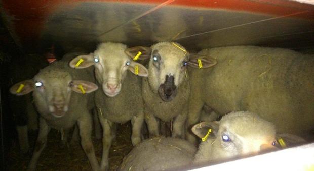Oltre 900 agnelli ammassati sul Tir: maxi multa per l'autista