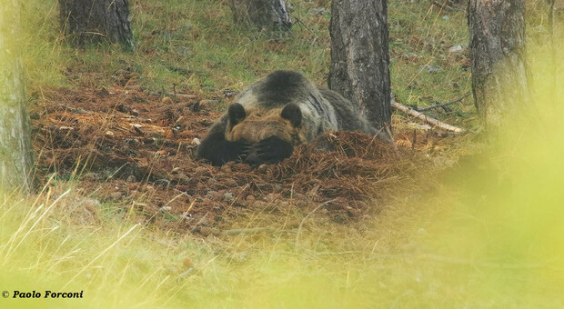 Il riposo dell'orsa Amarena dopo il combattimento con il lupo (foto di Paolo Forconi)