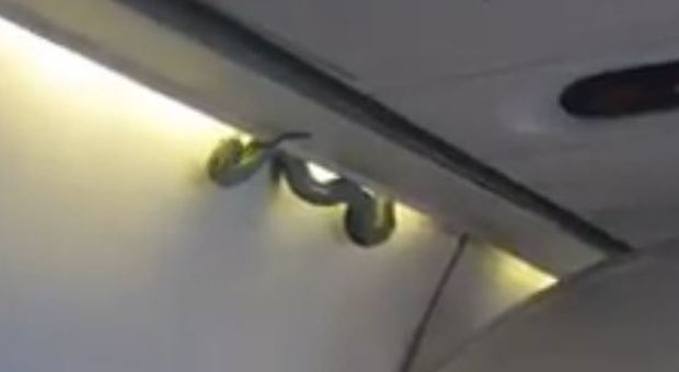 Serpente velenoso sbuca dalle cappelliere durante il volo di linea dell'Aeromexico: panico fra i passeggeri
