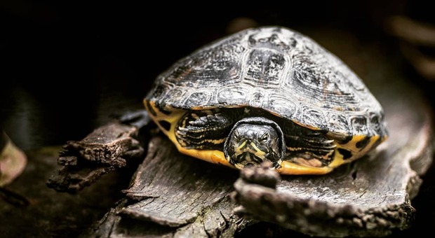 «Le tartarughe riducono il tasso di invecchiamento», la ricerca dello zoo di Napoli
