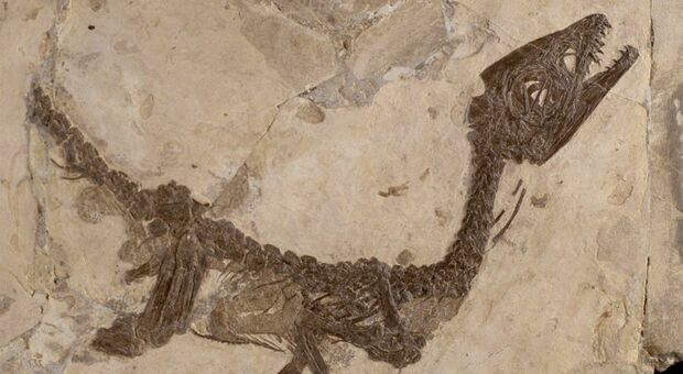 Un'immagine del fossile Scipionyx samniticus.