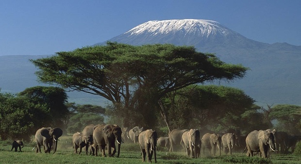 In Kenya per i safari nel parco Tsavo o per rilassarsi sull'oceano Indiano