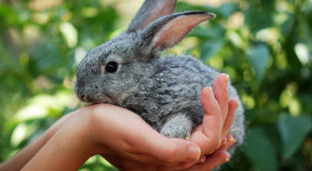 Sono centinaia e si continuano a moltiplicare: i coniglietti cercano una casa