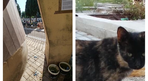 Veleno accanto alle ciotole per eliminare i gatti del cimitero: choc nel Napoletano