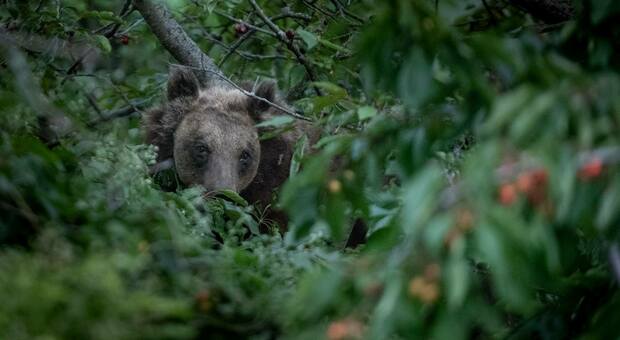 L'orsa Amarena fotografata dagli escursionisti maceratesi