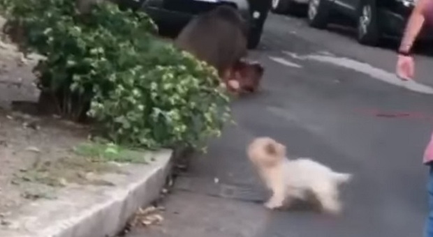 Cinghiale aggredisce una donna mentre passeggia con i suoi cani a Roma: l'animale tentava di morderla in mezzo alla strada