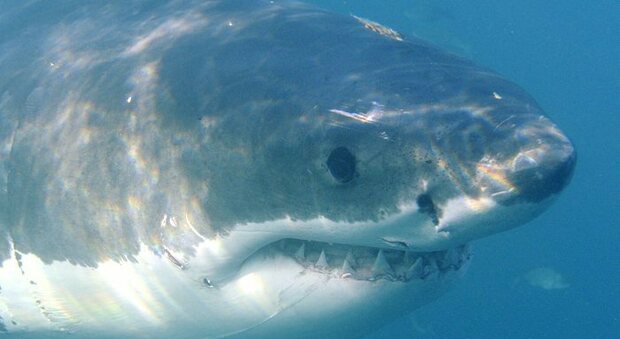 Usa, attaccata e uccisa da uno squalo bianco a pochi metri dalla riva