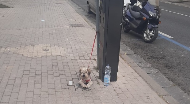 Torre del Greco: cane legato alla colonnina del parcheggio, salvato dai volontari