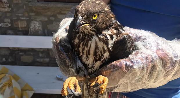 Falco salvato da un pescatore nel mare bandiera blu del Cilento