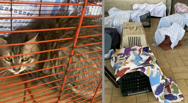 I gatti recuperati nell'appartamento al tuscolano