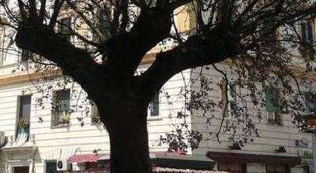 Il nuovo alberone sta morendo, l'allarme dei residenti. Il Comune: verrà sostituito