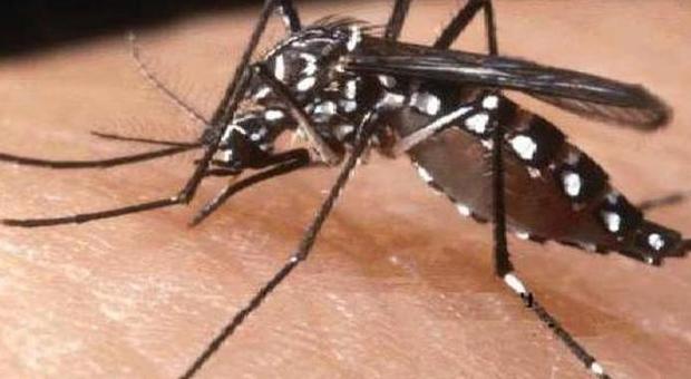 Lo sapevi? Ecco i 10 umani che le zanzare adorano: scopri se ci sei anche tu...