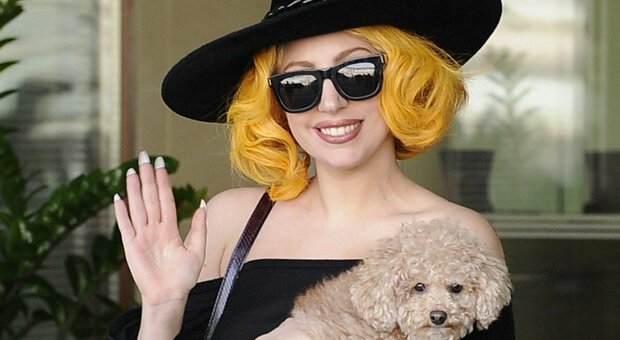 Lady Gaga, il giallo dei cani: ritrovati legati a un palo da una passante (che avrà ricompensa)