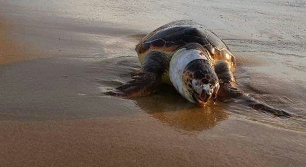 Cilento, tartaruga Caretta Caretta morta nella riserva marina protetta