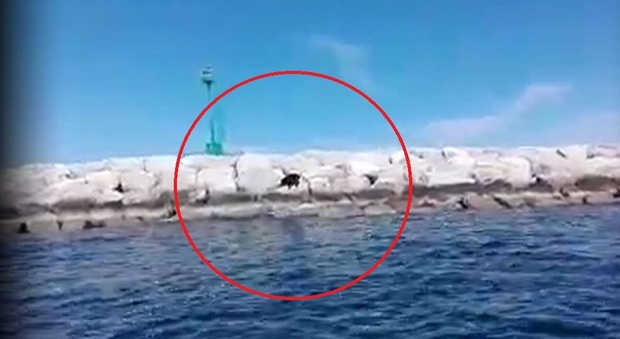 Un cinghiale a nuoto al Lido di Venezia, poi svanisce nel nulla. Le immagini assurde