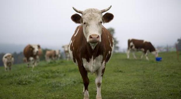 La mucca più forte del mondo comprata dagli svizzeri: è il CR7 del combattimento tra bovine