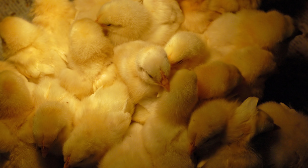 Incendio nella fattoria, strage nel pollaio: oltre 21mila pulcini rimasti uccisi