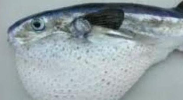 Pesce palla maculato e tossico nel Mediterraneo, è allerta