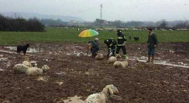 Frosinone, pecore intrappolate nel fango a Patrica, salvate dai Vigili del Fuoco
