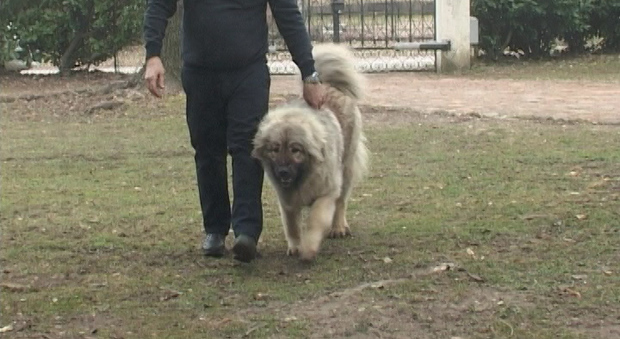Cane rincorre un uomo che fa jogging, il podista si ferma e sgozza il pastore del caucaso con un coltello