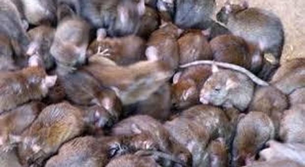 Incubo topi a scuola: centinaia di grossi ratti scoperti nei soffitti di tutto lo stabile