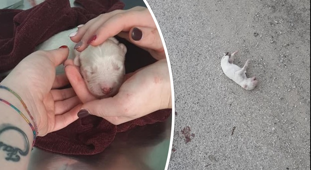 Cuccioli di cane torturati e uccisi, i volontari riescono a salvarne uno solo: «Le pene vanno inasprite»