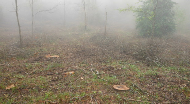 Tagliano un bosco pregiato nel Parco del Cilento, denunciati