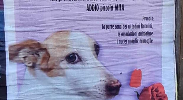 Salento, cane investito e ucciso da un Suv. Manifesti in paese: «Nemmeno la dignità di chiedere scusa»