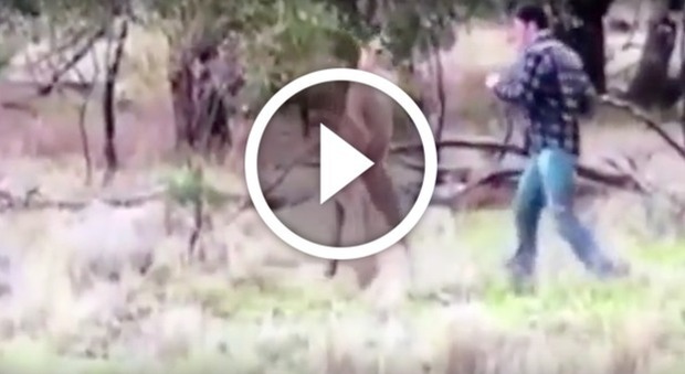 Guardiano prende a pugni il canguro, gli animalisti: "Licenziatelo" -Guarda