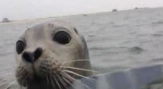 Cucciolo di foca sale sulla barca del pescatore