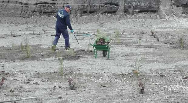 Parco Vesuvio, nell'ex cava Ranieri tornano a vivere 500 piante