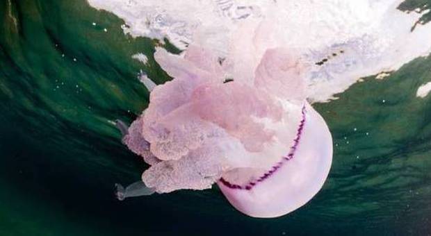 La medusa da 50 chili